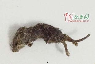 穷人养鼠大法娱乐吃瓜,趣味养鼠，吃瓜乐趣无限